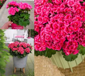 Pretty Little Pink Splash sardunya fidesi pelargonium syngenta