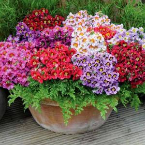 Schizanthus Atlantis kelebek çiçeği F1