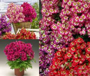 Schizanthus Atlantis kelebek çiçeği F1