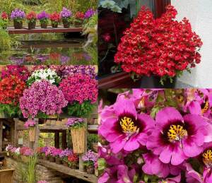 Schizanthus Atlantis kelebek çiçeği F1