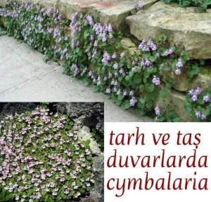 Sarkan nakkaş bitkisi fidesi nakkaş sarmaşık cymbalaria muralis ivy