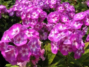Eflatun mavi floks fidesi phlox paniculata laura 3 adet 7 cm saksıda