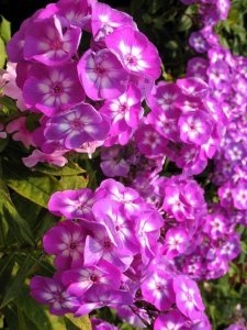 Eflatun mavi floks fidesi phlox paniculata laura 3 adet 7 cm saksıda