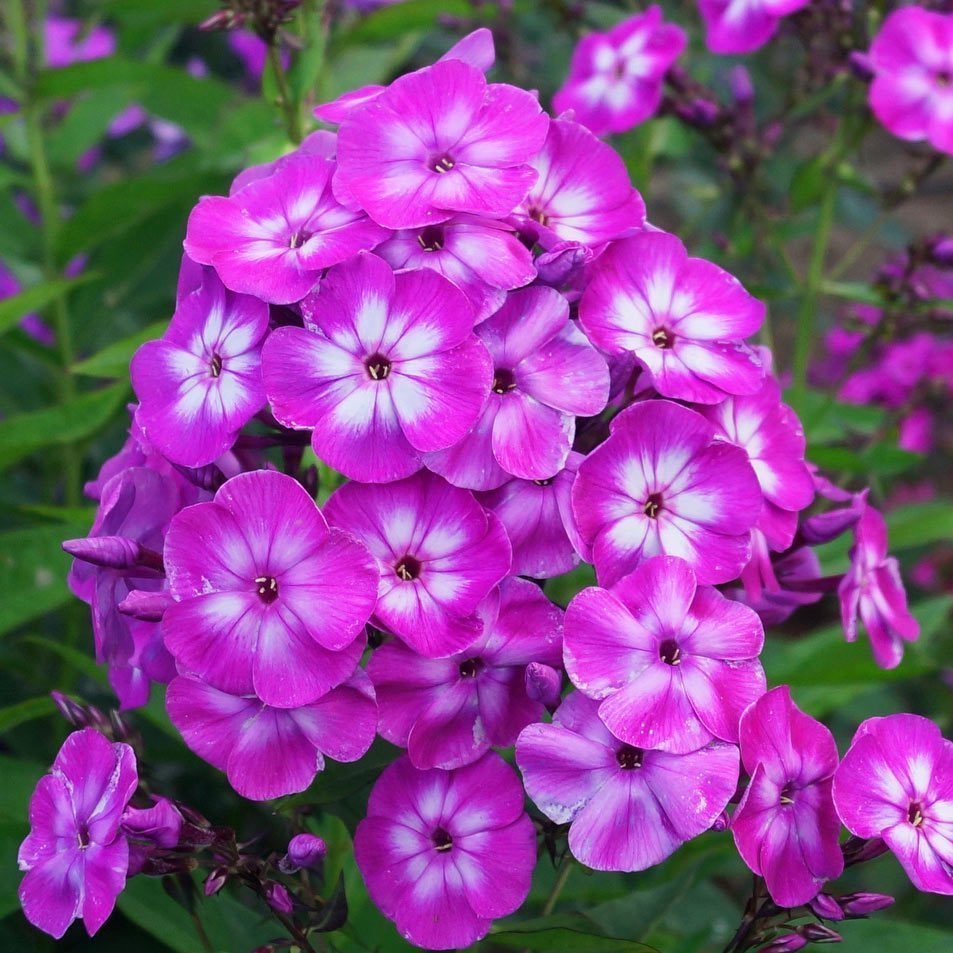 Eflatun mavi floks fidesi phlox paniculata laura 3 adet 7 cm saksıda