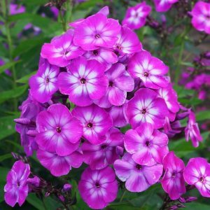 Eflatun mavi floks fidesi phlox paniculata laura 3 adet 7 cm saksıda