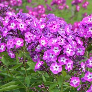 Eflatun mavi floks fidesi phlox paniculata laura 3 adet 7 cm saksıda
