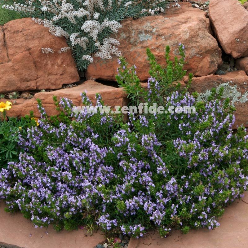 Zahter fidesi şifalı baharat kışlık winter savory