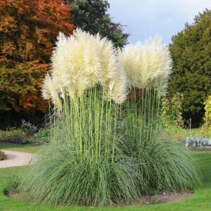 Beyaz pampas tohumu cortaderia selloana white püskül