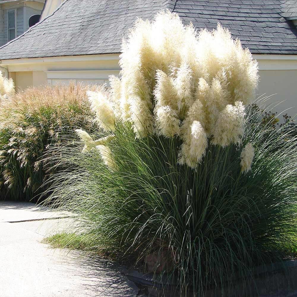 Beyaz pampas tohumu cortaderia selloana white püskül