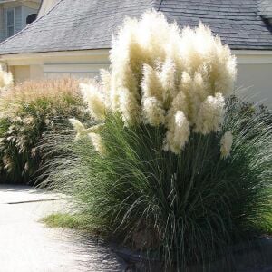 Beyaz pampas tohumu cortaderia selloana white püskül