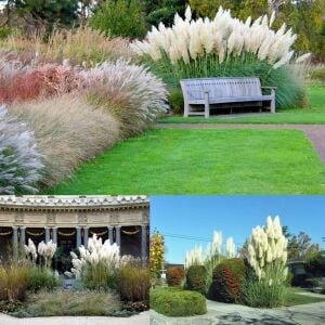 Beyaz pampas tohumu cortaderia selloana white püskül