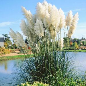 Beyaz pampas tohumu cortaderia selloana white püskül