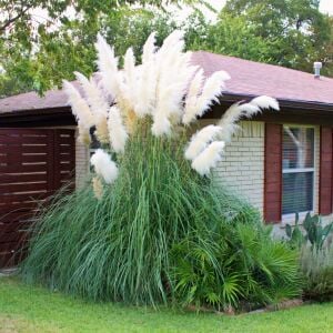 Beyaz pampas tohumu cortaderia selloana white püskül