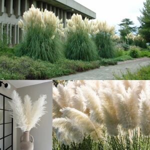 Beyaz pampas tohumu cortaderia selloana white püskül