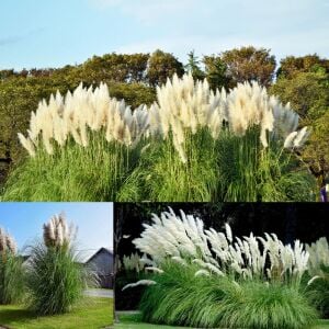 Beyaz pampas tohumu cortaderia selloana white püskül