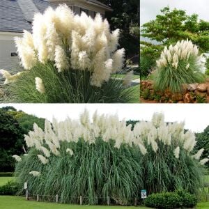 Beyaz pampas tohumu cortaderia selloana white püskül