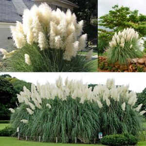 Beyaz pampas tohumu cortaderia selloana white püskül