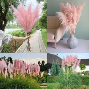 Pembe pampas tohumu cortaderia selloana rosea pink feather