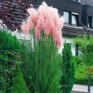 Pembe pampas tohumu cortaderia selloana rosea pink feather