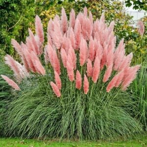 Pembe pampas tohumu cortaderia selloana rosea pink feather