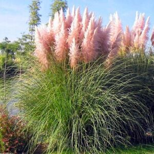 Pembe pampas tohumu cortaderia selloana rosea pink feather