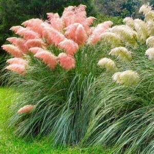 Pembe pampas tohumu cortaderia selloana rosea pink feather
