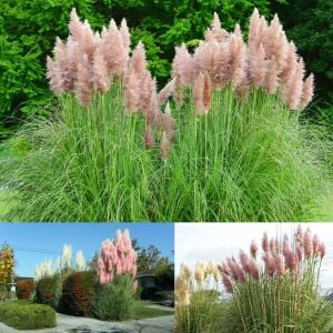 Pembe pampas tohumu cortaderia selloana rosea pink feather