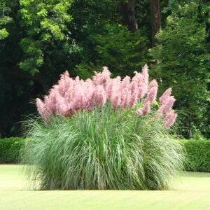 Pembe pampas tohumu cortaderia selloana rosea pink feather