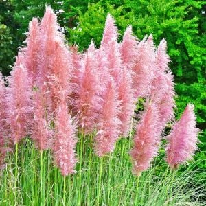 Pembe pampas tohumu cortaderia selloana rosea pink feather