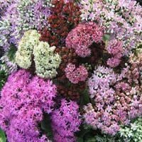 Sedum acre tohumu çiçeklenen karışık türler