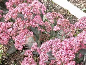 Sedum acre tohumu çiçeklenen karışık türler