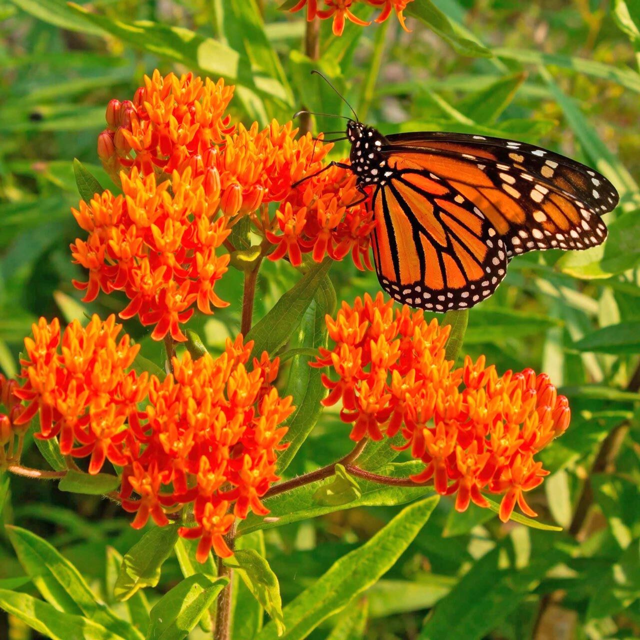 Kelebek çiçeği asclepias tohumu orange milkweed tuberosa