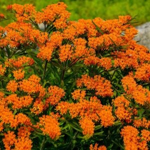 Kelebek çiçeği asclepias tohumu orange milkweed tuberosa
