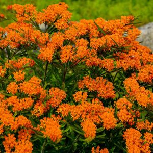 Kelebek çiçeği asclepias tohumu orange milkweed tuberosa