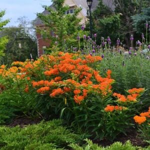 Kelebek çiçeği asclepias tohumu orange milkweed tuberosa