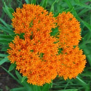 Kelebek çiçeği asclepias tohumu orange milkweed tuberosa