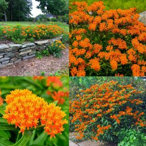 Kelebek çiçeği asclepias tohumu orange milkweed tuberosa
