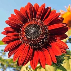 Alev kırmızı ayçiçeği tohumu red sun sunflower helianthus annuus
