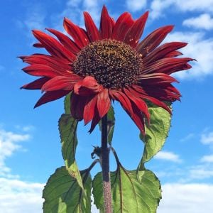 Alev kırmızı ayçiçeği tohumu red sun sunflower helianthus annuus