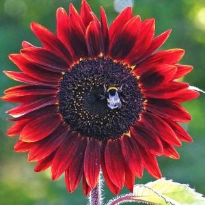 Alev kırmızı ayçiçeği tohumu red sun sunflower helianthus annuus