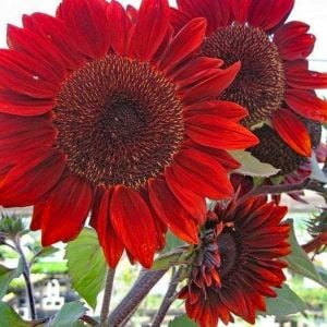 Alev kırmızı ayçiçeği tohumu red sun sunflower helianthus annuus