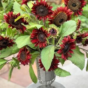 Alev kırmızı ayçiçeği tohumu red sun sunflower helianthus annuus