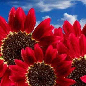 Alev kırmızı ayçiçeği tohumu red sun sunflower helianthus annuus