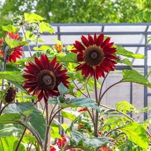 Alev kırmızı ayçiçeği tohumu red sun sunflower helianthus annuus