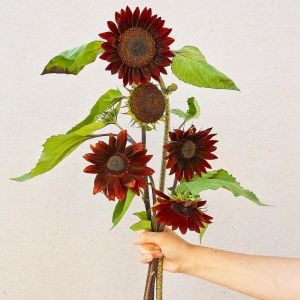 Alev kırmızı ayçiçeği tohumu red sun sunflower helianthus annuus