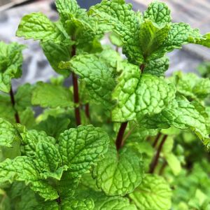 Taşkent nane fidesi mentha spicata Tashkent