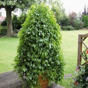 Jiaogulan fidesi ölümsüzlük otu ginseng bitkisi gynostemma pentaphyllum