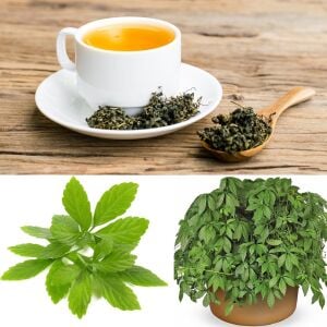 Jiaogulan fidesi ölümsüzlük otu ginseng bitkisi gynostemma pentaphyllum