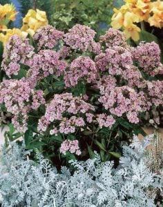 Floks fidesi phlox paniculata starburst 3 adet 7 cm saksıda