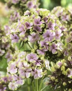 Floks fidesi phlox paniculata starburst 3 adet 7 cm saksıda